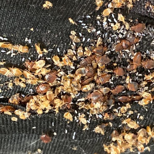 WhatsApp Image 2026-04-02 at 11.14.48